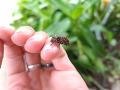 Argyrosticta decumana