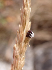 Rhynocoris erythropus