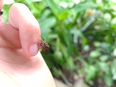 Argyrosticta decumana