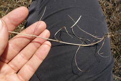 Pholiurus pannonicus