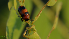 Physosmaragdina nigrifrons