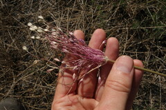 Allium praescissum