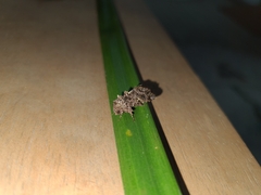 Argyrosticta decumana