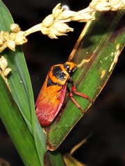Locris areata