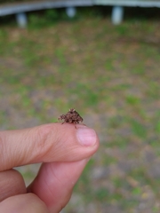 Argyrosticta decumana