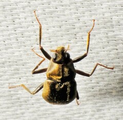 Helichus lithophilus