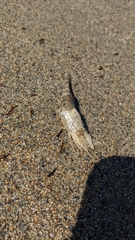 Crangon septemspinosa