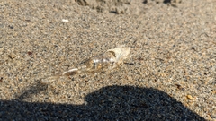 Crangon septemspinosa