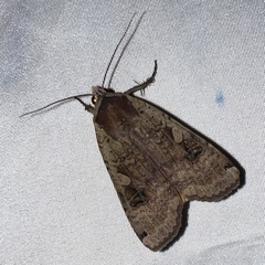 Noctua pronuba