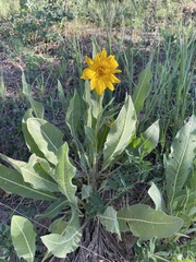 Wyethia arizonica