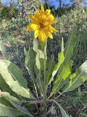 Wyethia arizonica