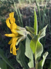 Wyethia arizonica