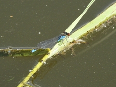 Erythromma viridulum