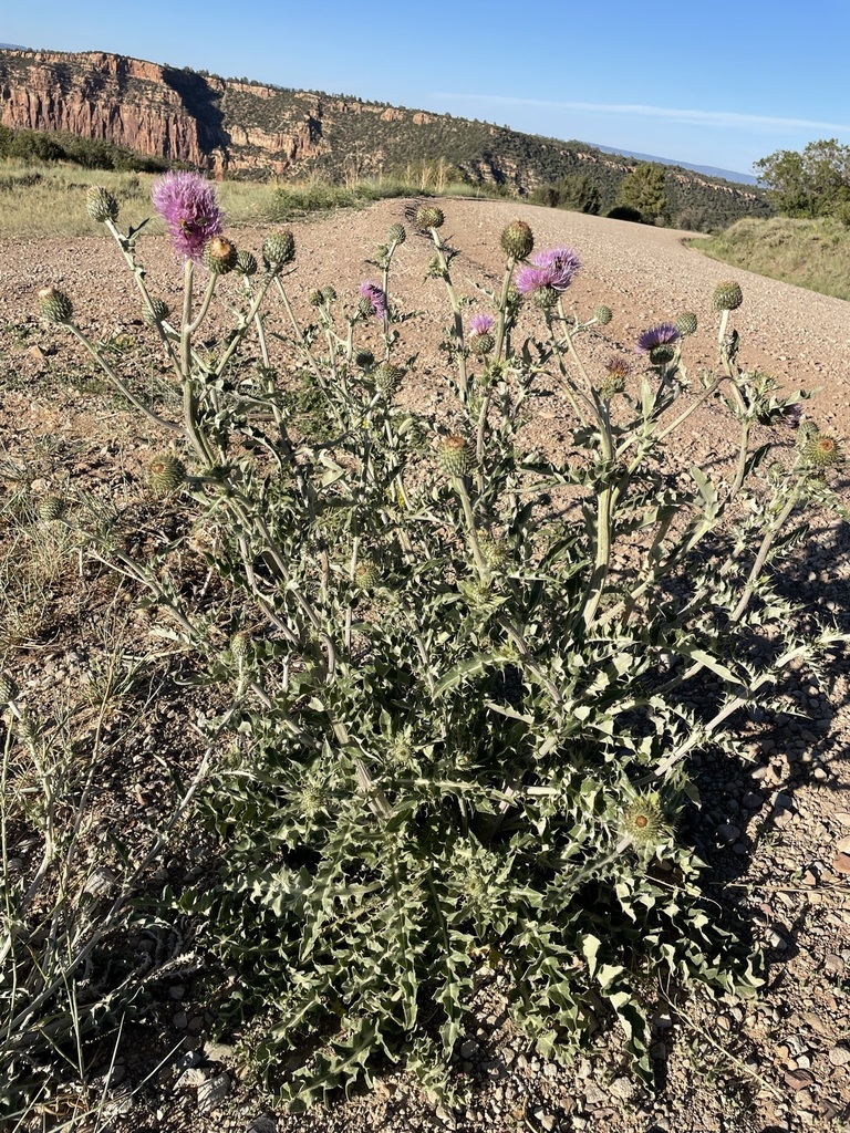 Plume Thistles from Grand County, UT, USA on June 21, 2022 at 07:22 PM ...