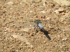 Orthetrum cancellatum