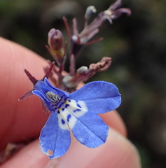 Lobelia flaccida flaccida