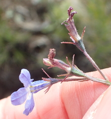 Lobelia flaccida flaccida