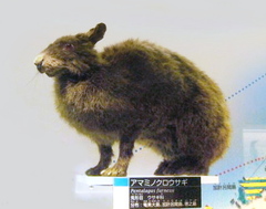 Amami Rabbit photo 2