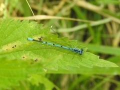 Coenagrion puella