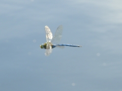 Anax imperator