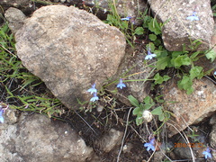 Lobelia flaccida flaccida