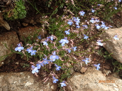 Lobelia flaccida flaccida