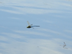 Anax imperator