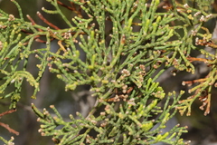 Callitris verrucosa