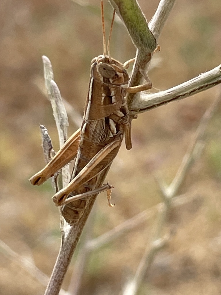 Pacific Bush Grasshopper