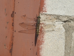 Orthetrum cancellatum