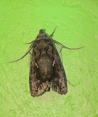 Plusiopalpa