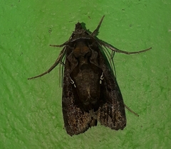 Plusiopalpa