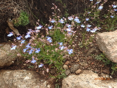 Lobelia flaccida flaccida