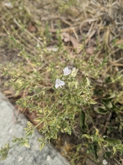 Carlowrightia texana
