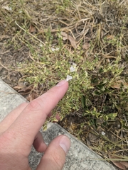 Carlowrightia texana