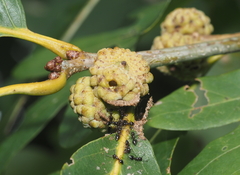 Callirhytis glandulus