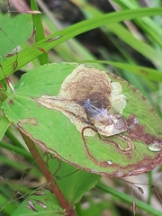 Ectoedemia septembrella