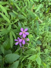 Sabatia angularis