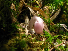 Monotropastrum humile