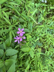 Sabatia angularis