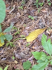 Symplocarpus foetidus