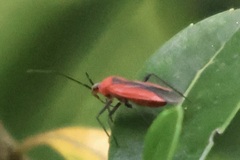 Lopidea instabilis