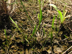 Ophioglossum thermale