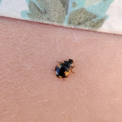 Ceratomegilla alpina