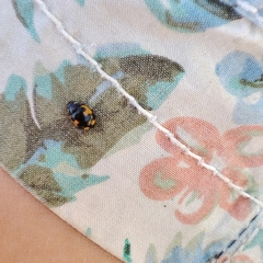 Ceratomegilla alpina