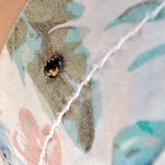 Ceratomegilla alpina