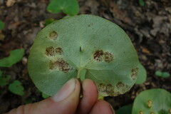Puccinia asarina