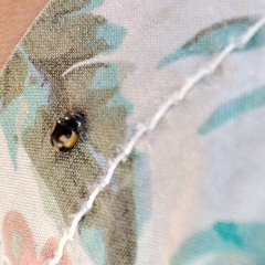 Ceratomegilla alpina