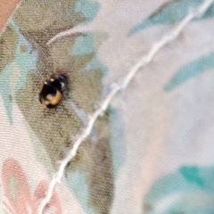 Ceratomegilla alpina