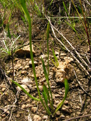 Ophioglossum thermale